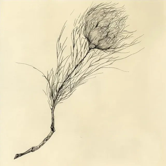 Sketch of a Plant Seed